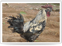 Black Meat Chicken
