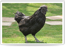 Black Meat Chicken