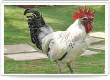 Black Meat Chicken