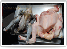 Broiler Chicken