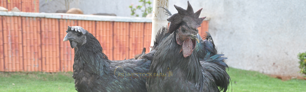 Black Meat Chicken