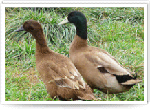 Khaki Campbell Duckling