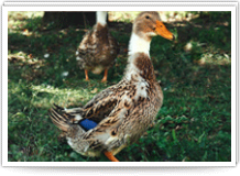 Country Duckling