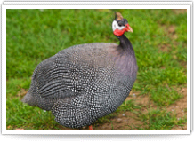 Guinea Fowl