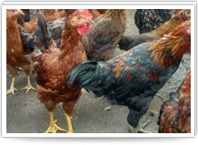 KB Desi Chicken (Natti /Country)