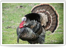 Turkey Bird