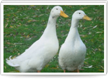 White Pekin Duckling